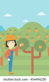 An asian female farmer collecting oranges. Young farmer working in orange garden. Vector flat design illustration. Vertical layout.