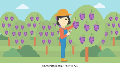 An asian female farmer harvesting grapes in vineyard. Farmer collecting grapes. Young farmer working in vineyard. Vector flat design illustration. Horizontal layout.