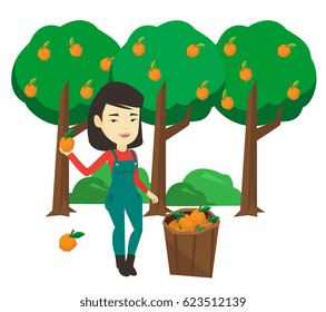 Asian gardener collecting oranges. Gardener holding orange on the background of orange trees. Gardener standing near basket with oranges. Vector flat design illustration isolated on white background.