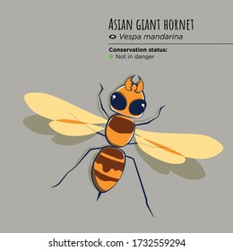 The Asian Giant Hornet is the biggest vespa in the world.