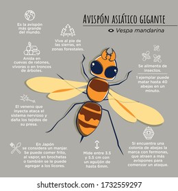 The Asian Giant Hornet is the biggest vespa in the world.