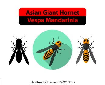 Asian Giant Hornet Mandarinia on white, vector