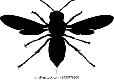 Asian Giant Hornet Silhouette Vector