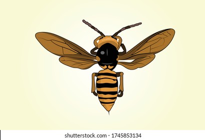 Asian Giant Hornet Vector Graphic - Top View