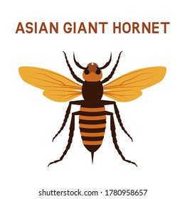 Asian giant Murder Hornet insect