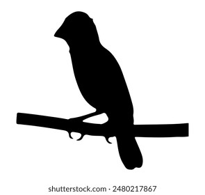 Asian Golden Weaver vector illustration design art.
