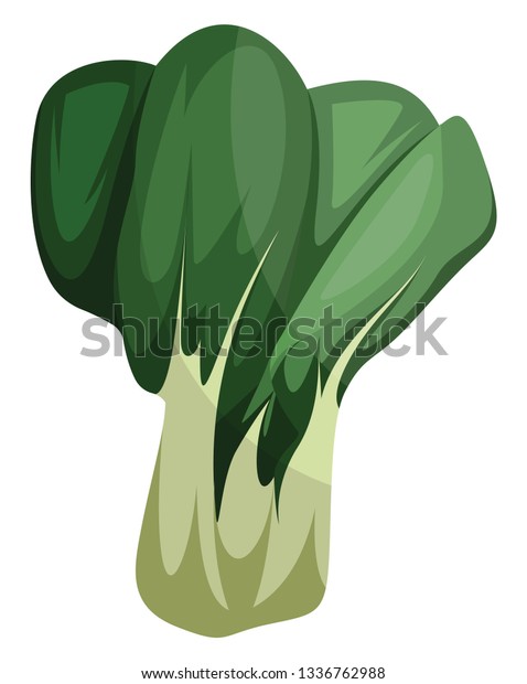Asian Greens Vector Illustration Vegetables On Stock Vector (Royalty ...