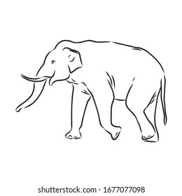 asian Indian elephant, vector sketch illustration 