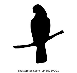 Asian Koel vector. Asian Koel vector icon in flat style.