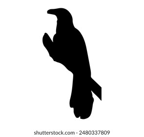 Asian Koel. Vector image. White background.