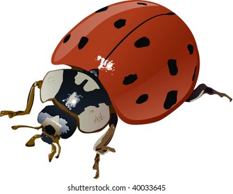 Asian Lady Bug (Harmonia Axyridis) Illustration. Layer Separated CMYK Image.