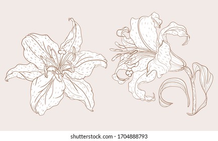 Asian Lily inflorescence and steam flower in vintage sketching style