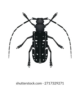 Escarabajo asiático de cuernos largos Ilustración vectorial Anoplophora glabripennis