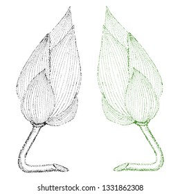 asian lotus,flower. Vector image