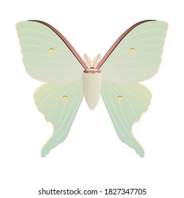 Asian Luna Moth from China (Actias artemis) isolated on white background. Vector illustration. Butterfly