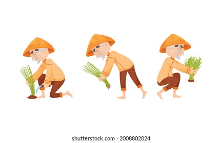 Asian Man Farmer in Straw Conical Hat Planting Rice Grass Vector Set
