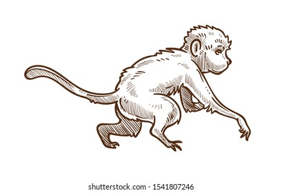 Asian monkey, capuchin wild animal isolated sketch drawing vector. Primate or ape, zoo and wildlife, biological species. Small mammal with long tail and paws, chimp breed and macaque vintage engraving