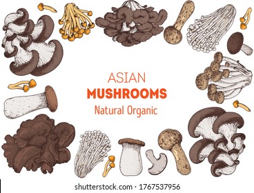 Asian mushrooms set. Edible mushrooms hand drawn . Vector illustrations collection. Hand drawn food. Vintage mushrooms . Organic food. Forest mushrooms. Healthy food illustration. 