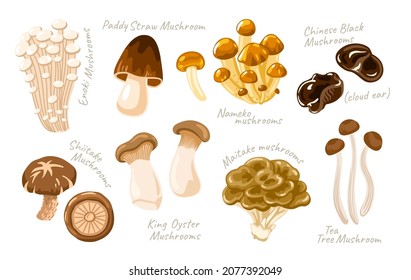 Asian mushrooms set. Enoki, Shiitake, Nameko, Paddy Straw, Maitake, Tea Tree, King Oyster Mushrooms. Cloud ear, chinese black mushroom. Flat hand drawn vector cartoon illustration.