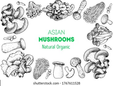 Asian mushrooms sketch set. Edible mushrooms hand drawn . Vector illustrations collection. Hand drawn food. Vintage mushrooms . Organic food. Forest mushrooms. Healthy food illustration. 