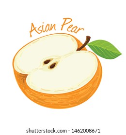 Asian Pear, fruit doodle drawings vector illustration.