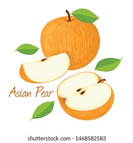 Asian Pear, fruit doodle drawings vector illustration.