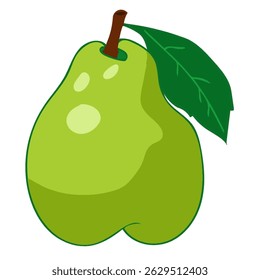 asian pear fruit vector illustration isolated on white background