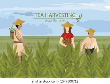 Asian people harvesting tea with basket. Wearing hats. Cloudy sky. Vector