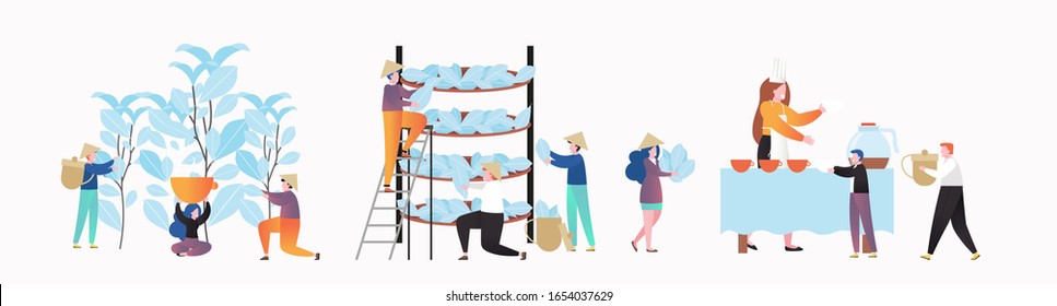 Asian people involved in tea manufacture process, vector illustration. Tea plucking, drying and hot drink tasting procedure. Tea industry concept for web banner, website page etc.