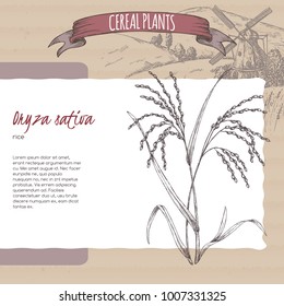 Asian rice aka Oryza sativa sketch with field landscape. Cereal plants collection. Great for bakery, agriculture, farming design.