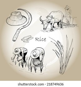 Asian Rice. Hand drawn vector of rice set. Vector illustration. Eps 10.