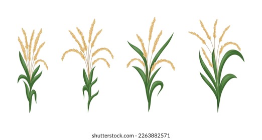 Asian rice. Leaf and paddy seeds. Plant crop. Grain food growing. Botanical agriculture. Ear or grass plantations. Harvest cultivation. Green stems set. Vector isolated tidy drawing