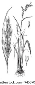 Asian rice (Oryza sativa) / vintage illustration from Meyers Konversations-Lexikon 1897