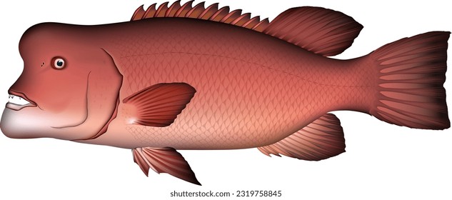 'Asian sheepshead wrasse' fish illustration vector eps format