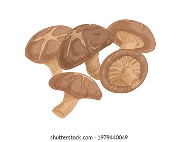 Asian Shiitake mushroom or fungi. Raw forest edible fungus composition. Natural organic vegetarian food. Colored hand-drawn vector illustration of lentinula edodes isolated on white background