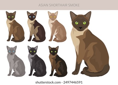 Asian shorthair smoke cat clipart. All coat colors set.  All cat breeds characteristics infographic. Vector illustration