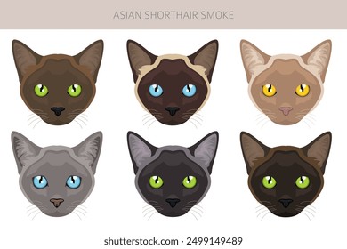 Asian shorthair smoke cat clipart. All coat colors set.  All cat breeds characteristics infographic. Vector illustration