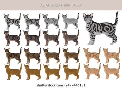 Asian shorthair Tabby cat clipart. All coat colors set.  All cat breeds characteristics infographic. Vector illustration