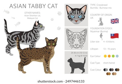 Asiatische Kurzhaar Tabby Katzenclipart. Alle Fellfarben eingestellt.  Alle Katze Rassen Merkmale Infografik. Vektorgrafik