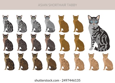 Asiática de pelo corto Tabby Clipart de gatos. Todos los colores de la capa fijados.  Infografía de todas las características de las razas de gatos. Ilustración vectorial