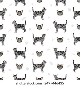 Asian shorthair Tabby cat seamless pattern. All coat colors set.  All cat breeds characteristics infographic. Vector illustration