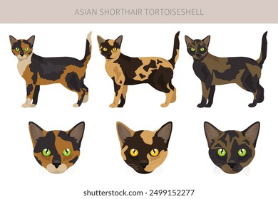 Asian shorthair Tortoiseshell cat clipart. All coat colors Asian Tortie set.  All cat breeds characteristics infographic. Vector illustration