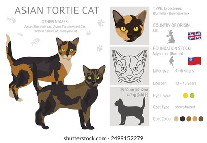 Asiatischer Kurzhaar-Katzenkletterer aus Schildpatt. Alle Fellfarben asiatische Tortie Set.  Alle Katze Rassen Merkmale Infografik. Vektorgrafik