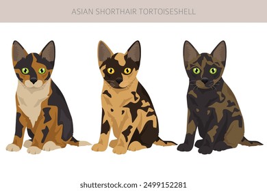 Asian shorthair Tortoiseshell cat clipart. All coat colors Asian Tortie set.  All cat breeds characteristics infographic. Vector illustration