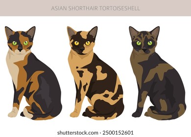 Asian shorthair Tortoiseshell cat clipart. All coat colors Asian Tortie set.  All cat breeds characteristics infographic. Vector illustration