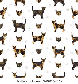 Asian shorthair Tortoiseshell cat seamless pattern. All coat colors Asian Tortie set.  All cat breeds characteristics infographic. Vector illustration