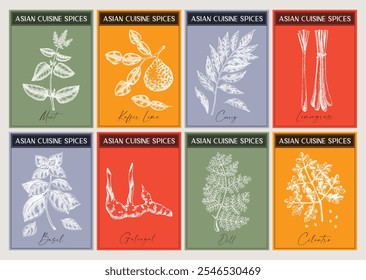 Conjunto de etiquetas de especias asiáticas. Albahaca, curry, calangal, cilantro, bocetos de lima. Hierbas y especias dibujadas a mano ilustración vectorial. Diseño de impresión moderno. NO se ha generado IA