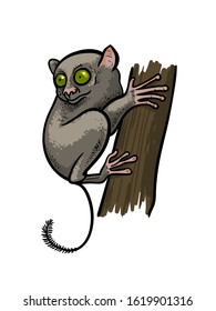 Asian tarsier loris primate monkey sitting on the tree isolated in cartoon style. Educational zoology illustration, coloring book picture.