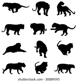 Asian tiger and jaguar