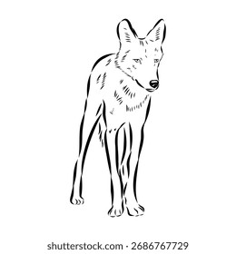 Lobo asiático, ilustración de boceto de Vector